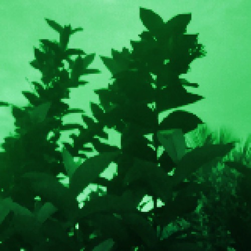 lost 1.1 garden (default) (no mix)