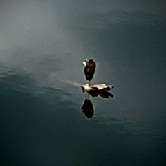 Whirl, Whirl, Thy Dervish Soul