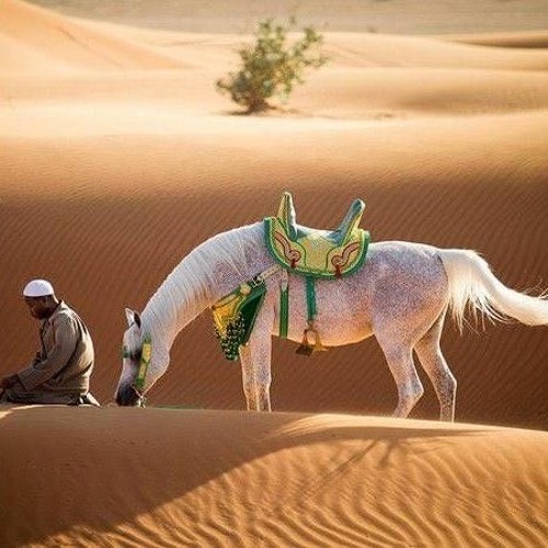 يَعْلَمُ خَائِنَةَ الْأَعْيُنِ وَمَا تُخْفِي الصُّدُورُ || الشيخ أحمد أبو بكر