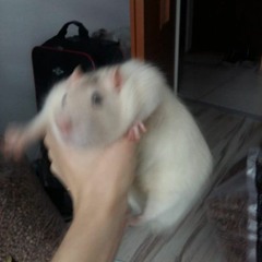 Ugc Lorace Dank Reonard Demo