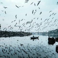 boats and birds - cover (gregory and the hawk)