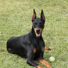 vs.食わず嫌い - short version