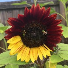 Sittin' On the Dock of The Bay