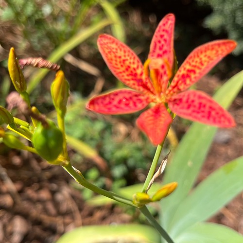 Primal Ecstatic_Spring 2025