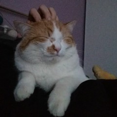 if you knew (ukulele)