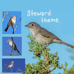 Steward theme