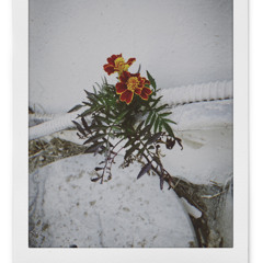 그대에게만 아름다운 꽃이 되고 싶어요