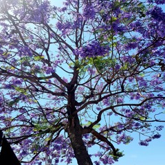 PREMIERE: Lucadjelite - Florea(Original Mix) [Aretusa Underground Elite Records]