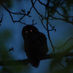 Nocturnal Stomps