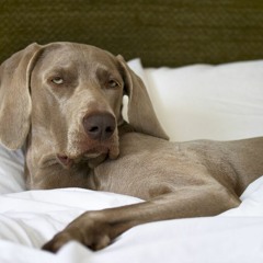 DOGGYSTYLEEE