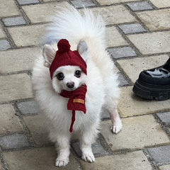 Вонючий ветер шкода октавия