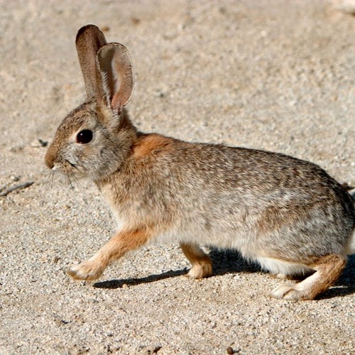 Little Red Rabbit