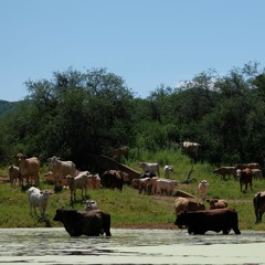Cows’ choir around a pound in the desert