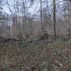 Dawn Chorus - Forêt Régionale De Galluis, Vexin, France