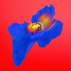 Superbloom (Misterwives Cover)