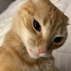 đập là pheee