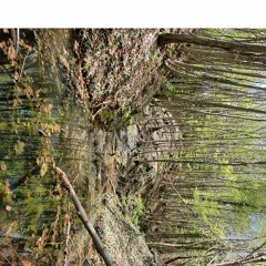 Ersin Çalkılıç - Adampol