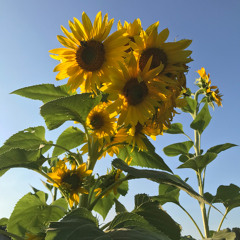 Love Bubble Expanding