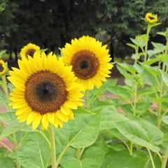 September Cracking Loud