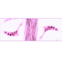 Suzy Sheer, DJH - Uncrushworthy (Remix)