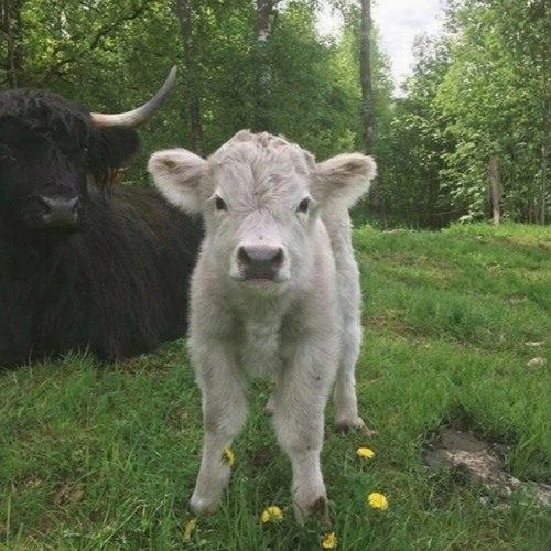 im going to kill myself im just waiting for the right time [slowed] - lieu