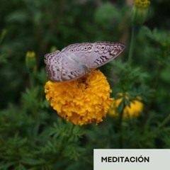Meditación para Liberar la Rabia y la Frustración