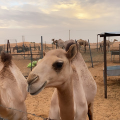 ‎⁨شاهين | مسفر السندوانه (حصرياً) | 2021⁩.m4a
