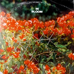 In Bloom