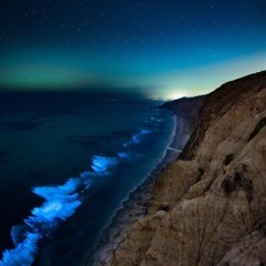 Bioluminescence