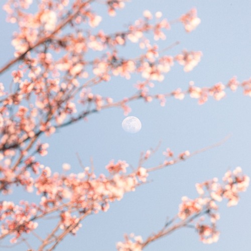 봄(Spring) by 성윤 봄(Spring)