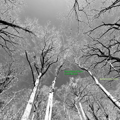 nature of tree- gallery sound track ©daminicelebre2025