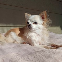 Lily's Song (original) - Aaron Stockwell