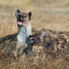 Small Town Jesters Dont Eat Steak