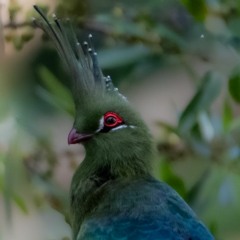 Call of the Schalow's Turaco