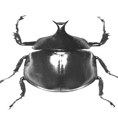 #sStepTeam_BlackBeatles145