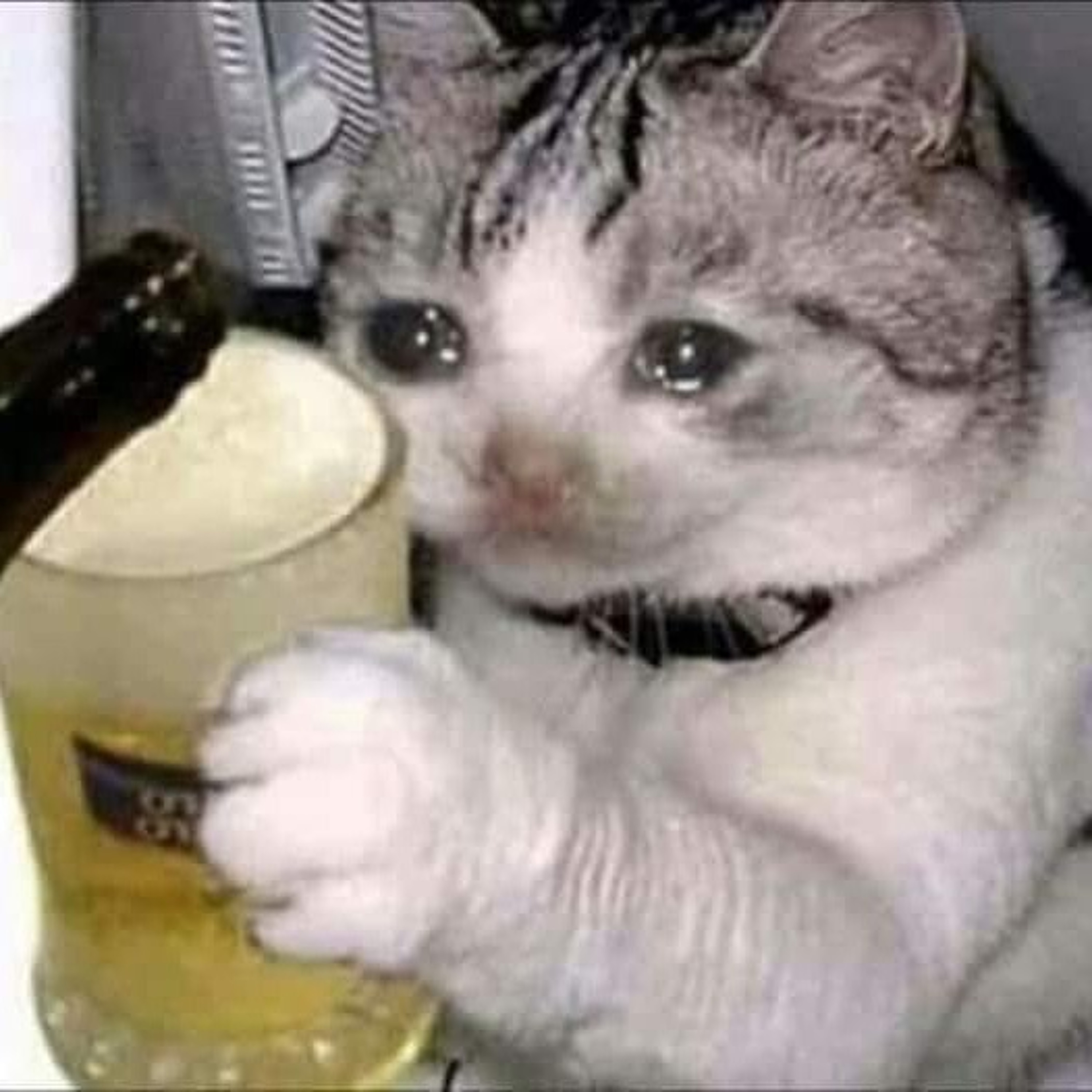 Drunk Kitty Cat episode artwork
