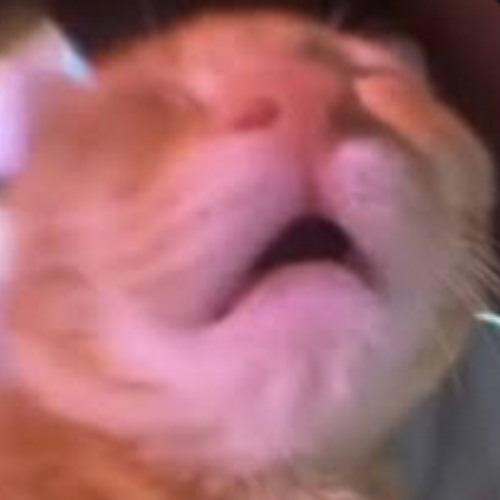 AWOO cat in 1 hr