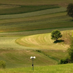 A summer breezy afternoon in a meadow- gentle sounds grasshoppers wind Snežnik, Slovenia