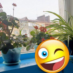 цветочки (empireofemo)