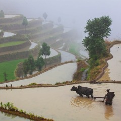 Blockchain, AI, And Big Tech In China’s Countryside