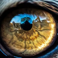 Eye Of The Tiger / Hard Tekno - V . 11