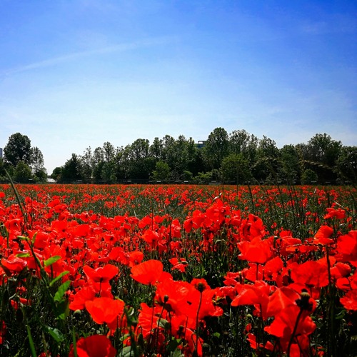Poppies Lake