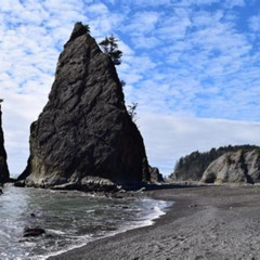 Review Special Price Hoh Rain Forest And Rialto Beach Guided Tour In Olympic National Park
