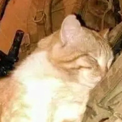 catboy asmr (18+)  (cute) (meowing)