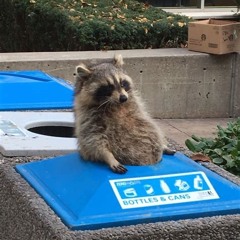 Trash Panda