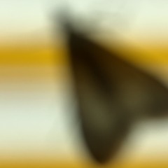 Forgotten Sandwich (Mold Mix)