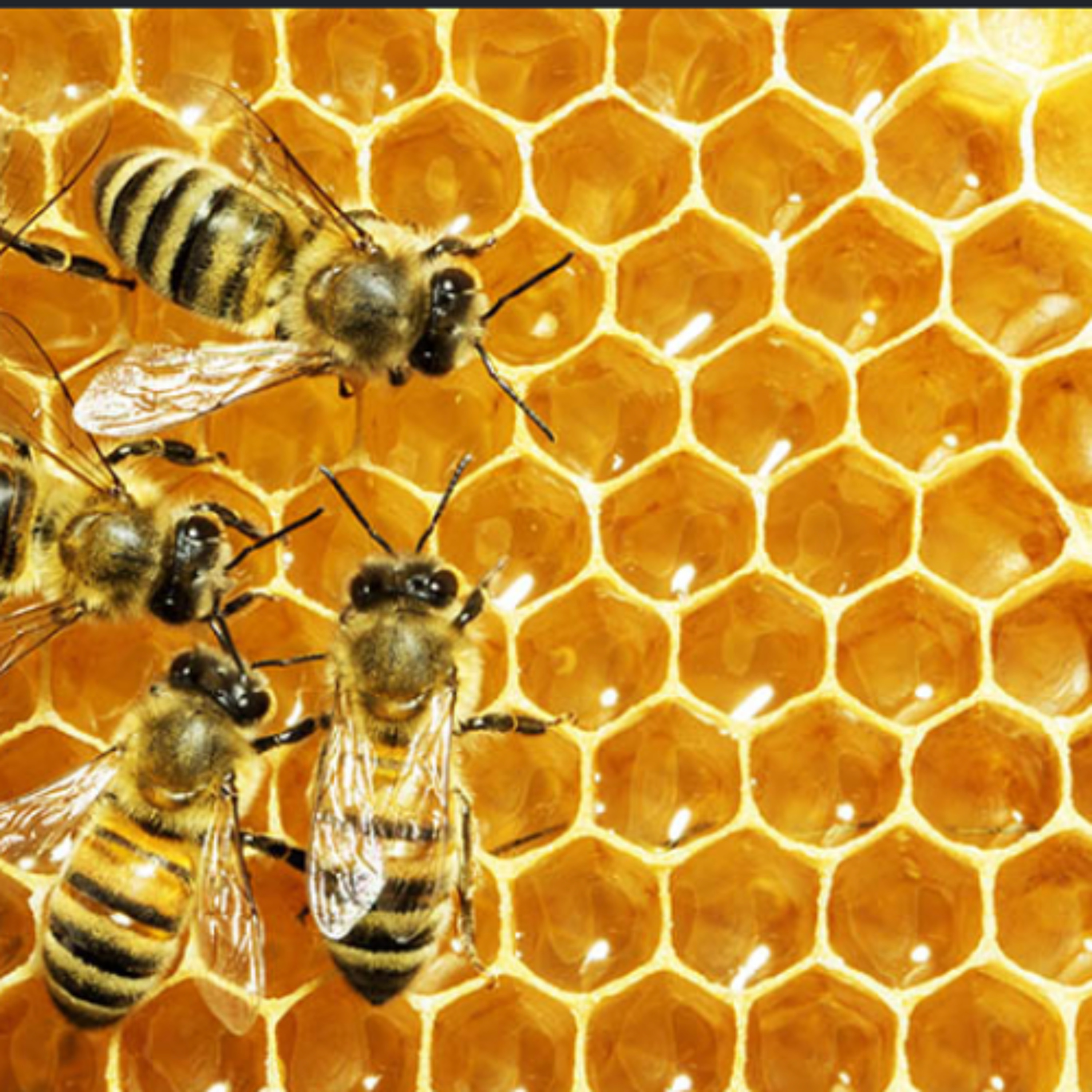 LES VOIX DE L'UNIVERSITÉ DE L'HOMME - L'apiculture par Eric Valette (jeudi 7 mai 2026) episode artwork