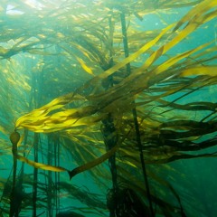 Kelp In The Waves