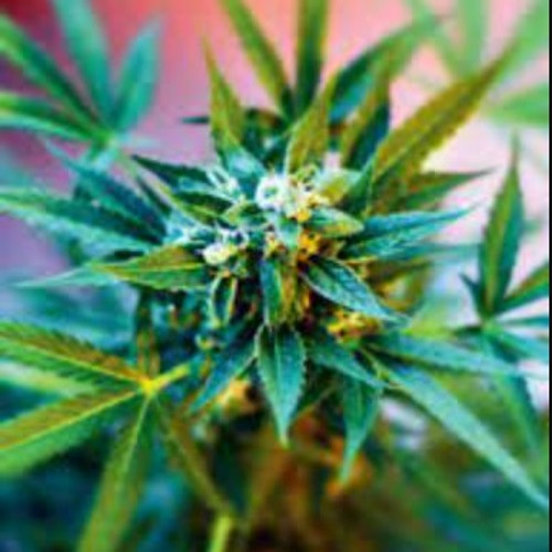 O Ganja Where Art Thou