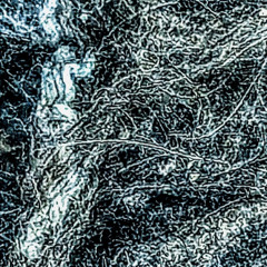 No Stars Were Spared (naviarhaiku 620)